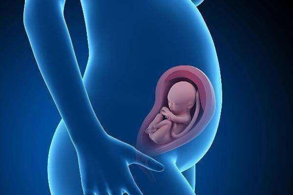 试管婴儿一般可以分为供卵自怀和供卵助孕